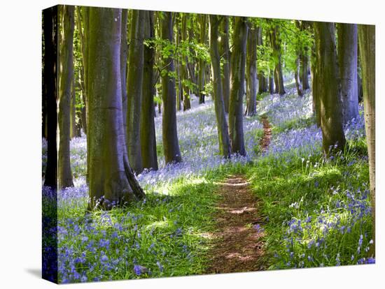 A Walk in the Woods-Doug Chinnery-Premier Image Canvas