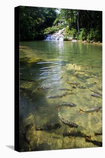 A Waterfall and Fish in the Rio Do Peixe in Bonito, Brazil-Alex Saberi-Premier Image Canvas