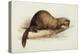 A Weasel, 1832-Edward Lear-Premier Image Canvas