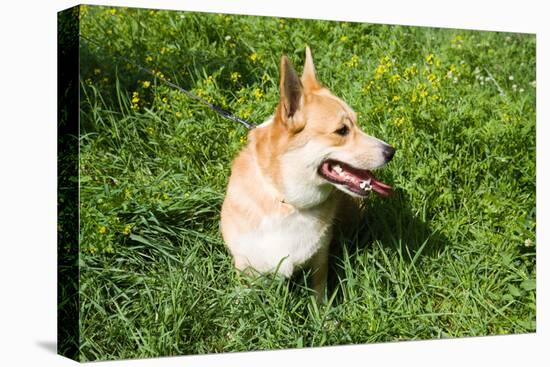 A Welsh Corgi Pembroke Dog in the Grass-SelenaRus-Premier Image Canvas