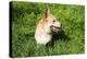 A Welsh Corgi Pembroke Dog in the Grass-SelenaRus-Premier Image Canvas