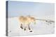 A Welsh Pony Forages for Food under the Snow on the Mynydd Epynt Moorland-Graham Lawrence-Premier Image Canvas
