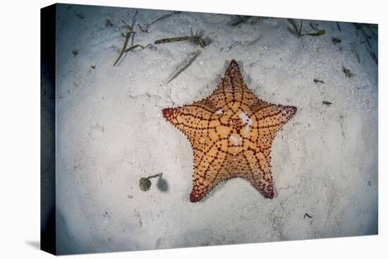 A West Indian Starfish on the Seafloor in Turneffe Atoll, Belize-Stocktrek Images-Premier Image Canvas