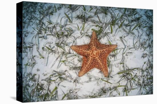 A West Indian Starfish on the Seafloor in Turneffe Atoll, Belize-Stocktrek Images-Premier Image Canvas