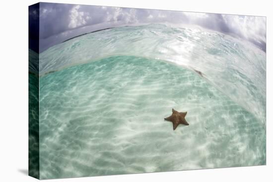 A West Indian Starfish on the Seafloor in Turneffe Atoll, Belize-Stocktrek Images-Premier Image Canvas