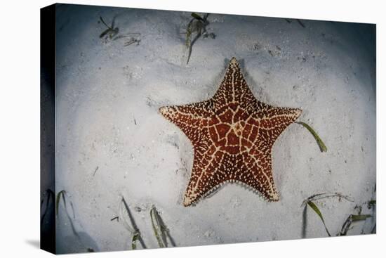 A West Indian Starfish on the Seafloor in Turneffe Atoll, Belize-Stocktrek Images-Premier Image Canvas