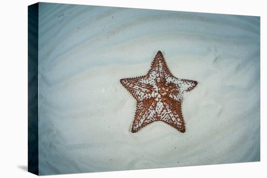 A West Indian Starfish on the Seafloor in Turneffe Atoll, Belize-Stocktrek Images-Premier Image Canvas