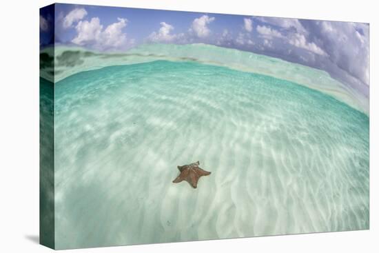 A West Indian Starfish on the Seafloor in Turneffe Atoll, Belize-Stocktrek Images-Premier Image Canvas