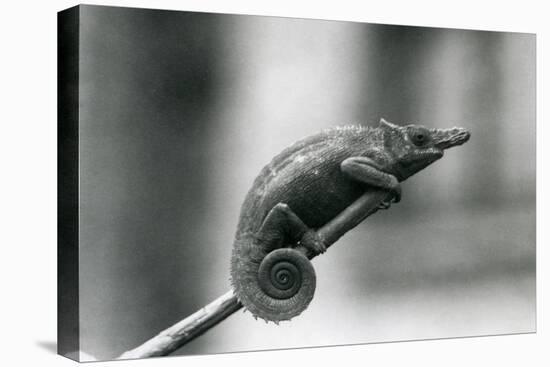 A West Usambara Two-Horned Chameleon, London Zoo, 1927 (B/W Photo)-Frederick William Bond-Premier Image Canvas