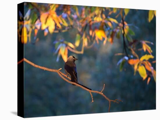 A Western Jackdaw, Corvus Monedula, on a Branch at Sunrise-Alex Saberi-Premier Image Canvas