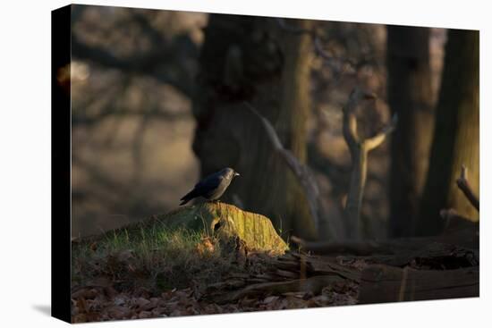 A Western Jackdaw, Corvus Monedula, Perching on a Tree Stump in London's Richmond Park-Alex Saberi-Premier Image Canvas