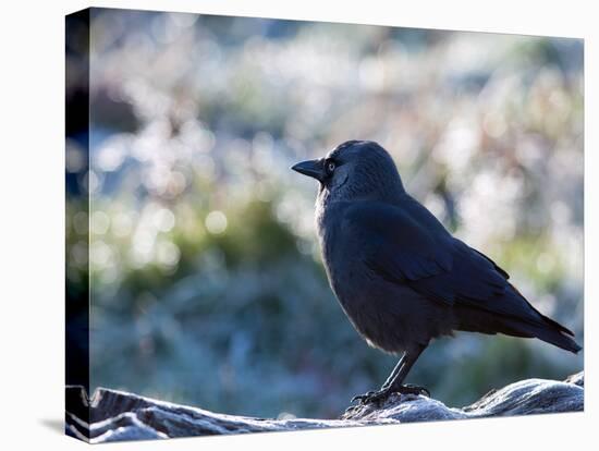 A Western Jackdaw on a Branch on a Cold Winter Morning-Alex Saberi-Premier Image Canvas