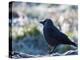A Western Jackdaw on a Branch on a Cold Winter Morning-Alex Saberi-Premier Image Canvas