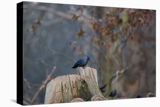 A Western Jackdaw with a Chestnut in its Beak Sits on a Tree Stump on an Early Winter Morning-Alex Saberi-Premier Image Canvas