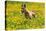 A Whippet Running Through a Meadow Covered in Dandelions-null-Stretched Canvas