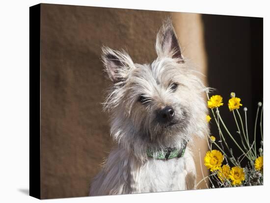 A White Cairn Terrier Sitting Next to Yellow Flowers-Zandria Muench Beraldo-Premier Image Canvas