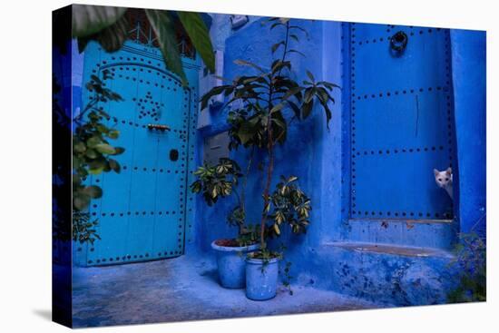 A white cat peeks out a blue door. Chefchaouen, Morocco-Karine Aigner-Premier Image Canvas