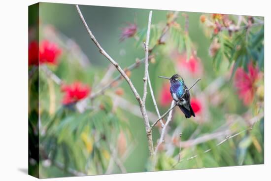 A White-Chinned Sapphire Hummingbird (Hylocharis Cyanus) Perches on a Branch in Brazil-Alex Saberi-Premier Image Canvas