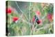 A White-Chinned Sapphire Hummingbird (Hylocharis Cyanus) Perches on a Branch in Brazil-Alex Saberi-Premier Image Canvas