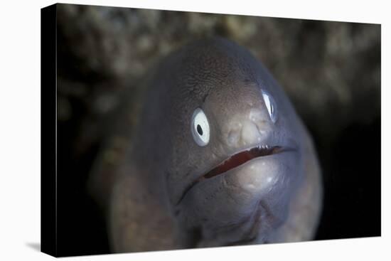 A White-Eyed Moray Eel Looks Out from a Reef Crevice-Stocktrek Images-Premier Image Canvas
