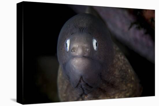 A White-Eyed Moray Eel Searches for Prey on a Reef-Stocktrek Images-Premier Image Canvas