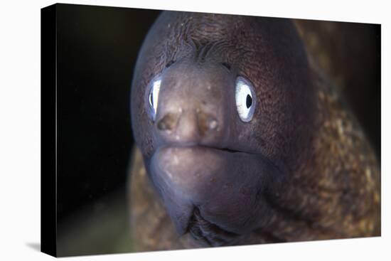 A White-Eyed Moray Eel-Stocktrek Images-Premier Image Canvas
