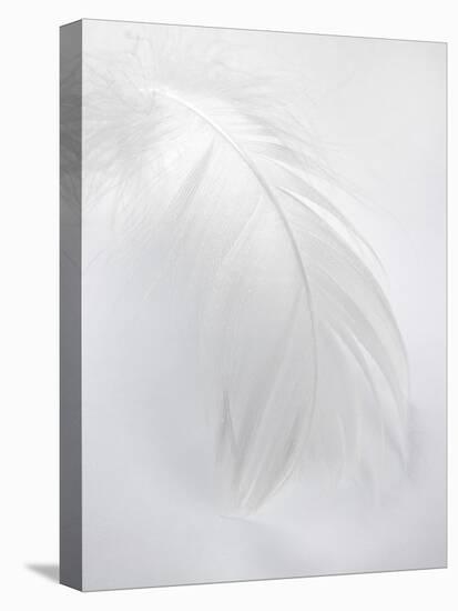 A White Feather-Barbara Lutterbeck-Premier Image Canvas