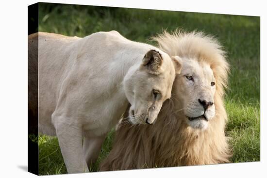 A White Lion Males Stares To The Right While A Lioness Nuzzles Him And Shows Affection-Karine Aigner-Premier Image Canvas