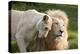 A White Lion Males Stares To The Right While A Lioness Nuzzles Him And Shows Affection-Karine Aigner-Premier Image Canvas