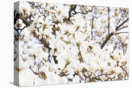 A White Magnolia Tree Magnoliaceae in Full Flowerage-Petra Daisenberger-Premier Image Canvas