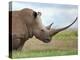 A White Rhino with a Very Long Horn; Mweiga, Solio, Kenya-Nigel Pavitt-Premier Image Canvas