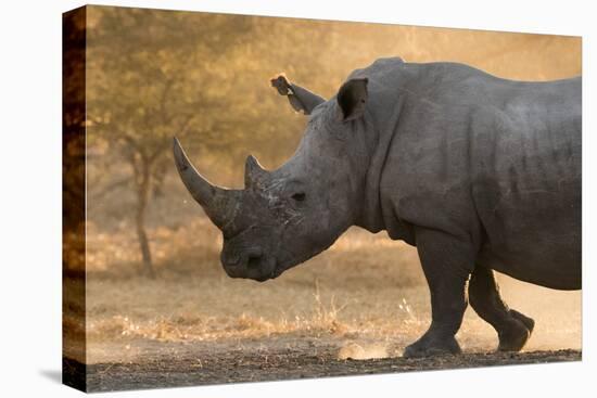 A white rhinoceros (Ceratotherium simum) walking in a cloud of dust at sunset, Botswana, Africa-Sergio Pitamitz-Premier Image Canvas