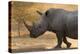 A white rhinoceros (Ceratotherium simum) walking in a cloud of dust at sunset, Botswana, Africa-Sergio Pitamitz-Premier Image Canvas