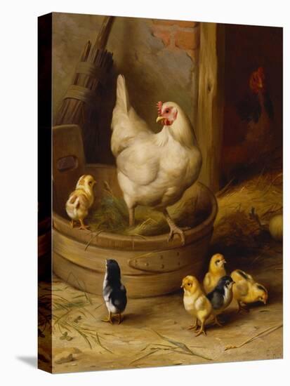 A White Sussex and a Buff Sussex with Chicks-Robert Morley-Premier Image Canvas