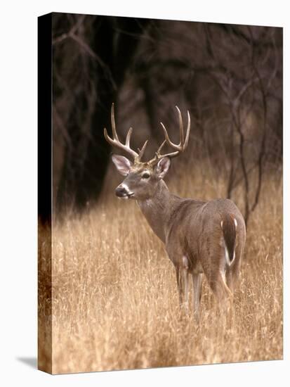 A White Tailed Deer in Choke Canyon State Park, Texas, USA-John Alves-Premier Image Canvas