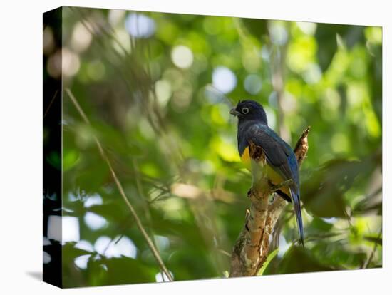 A White Tailed Trogon, Trogon Chionurus, Rests on a Branch in Ubatuba, Brazil-Alex Saberi-Premier Image Canvas