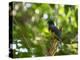 A White Tailed Trogon, Trogon Chionurus, Rests on a Branch in Ubatuba, Brazil-Alex Saberi-Premier Image Canvas