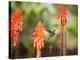 A White-Throated Hummingbird Feeds from Flower in Ibirapuera Park-Alex Saberi-Premier Image Canvas