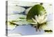 A White Water Lily Blossom-Petra Daisenberger-Premier Image Canvas