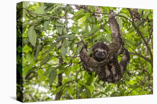 A wild brown-throated sloth , Landing Casual, Upper Amazon River Basin, Loreto, Peru-Michael Nolan-Premier Image Canvas