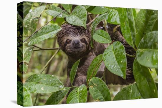 A wild brown-throated sloth , Landing Casual, Upper Amazon River Basin, Loreto, Peru-Michael Nolan-Premier Image Canvas