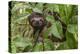 A wild brown-throated sloth , Landing Casual, Upper Amazon River Basin, Loreto, Peru-Michael Nolan-Premier Image Canvas