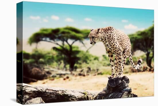 A Wild Cheetah about to Attack, Hunt, Sitting on a Dead Tree. Safari in Serengeti, Tanzania, Africa-Michal Bednarek-Premier Image Canvas