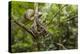 A wild green anaconda (Eunectes murinus), Amazon National Park, Loreto, Peru, South America-Michael Nolan-Premier Image Canvas