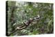 A wild green anaconda (Eunectes murinus), Amazon National Park, Loreto, Peru, South America-Michael Nolan-Premier Image Canvas