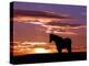 A Wild Horse Lingers at the Edge of the Badlands Near Fryburg, N.D.-Ruth Plunkett-Premier Image Canvas