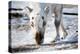 A Wild Reindeer on the Island of Spitsbergen, Svalbard, Norway-leaf-Premier Image Canvas