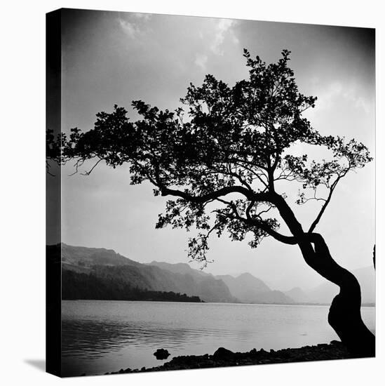 A Windswept Tree Silhouetted Against Bright Sunlight-John Gay-Premier Image Canvas
