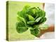A Woman Holding a Lettuce-null-Premier Image Canvas