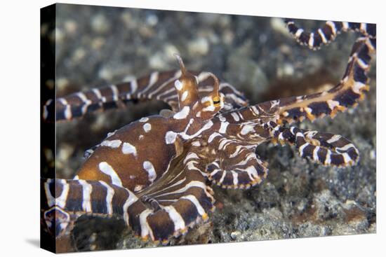 A Wonderpus Octopus Crawls across a Sand Slope-Stocktrek Images-Premier Image Canvas